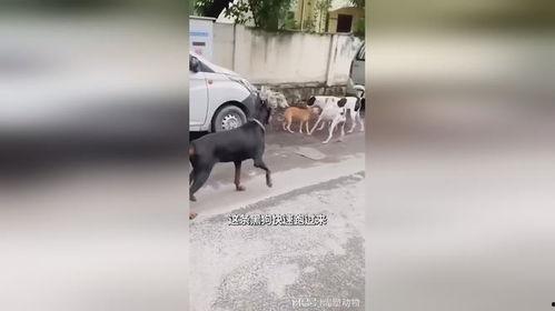 黑狗吃瓜视频,揭秘网络热点的背后真相