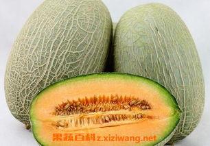 珍珠龟吃哈密瓜会死吗视频,珍珠龟误食哈密瓜致命实验揭秘