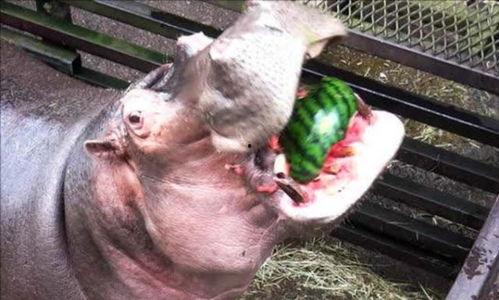 河马吃大王瓜视频,趣味横生的食量对决