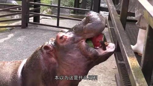 河马吃大王瓜视频,趣味横生的食量对决