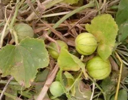 吃马泡瓜视频大全,视频大全带你领略瓜果飘香