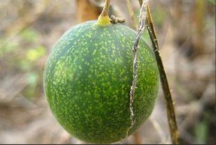 吃马泡瓜视频大全,视频大全带你领略瓜果飘香