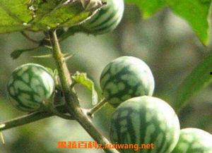 吃马泡瓜视频大全,视频大全带你领略瓜果飘香