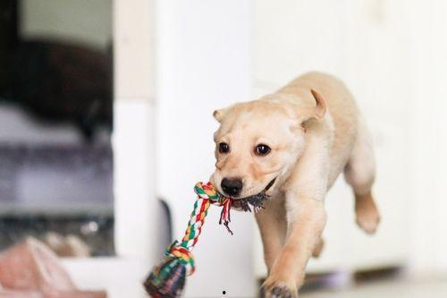 狗吃瓜甜的视频大全图片,趣味横生的狗狗吃瓜瞬间大盘点