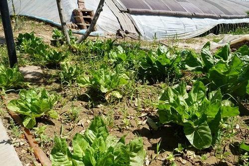 海草吧的吃瓜视频在哪看,观看攻略大公开