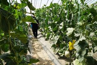 海草吧的吃瓜视频在哪看,观看攻略大公开