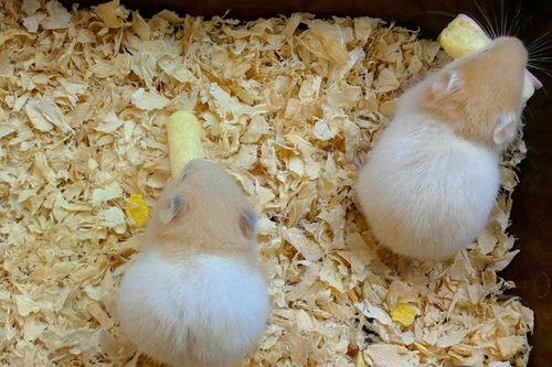 八月瓜仓鼠可以吃吗视频,视频揭示美味新选择