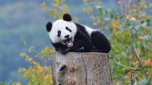 熊猫吃瓜搞笑视频合集,搞笑视频合集笑翻天