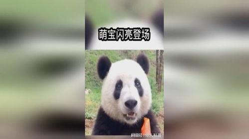 熊猫吃瓜搞笑视频合集,搞笑视频合集笑翻天