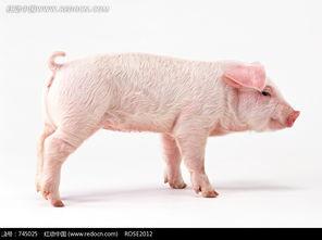 喂猪吃瓜视频素材无水印,喂猪吃瓜视频幕后故事