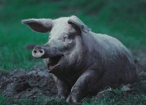 喂猪吃瓜视频素材无水印,喂猪吃瓜视频幕后故事