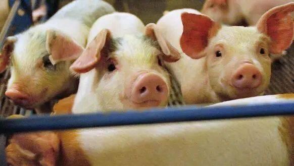 小猪吃瓜可爱视频大全集,萌态十足！小猪吃瓜可爱瞬间大盘点