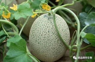 搞笑视频西瓜吃哈密瓜,笑料横生上演“水果大作战”