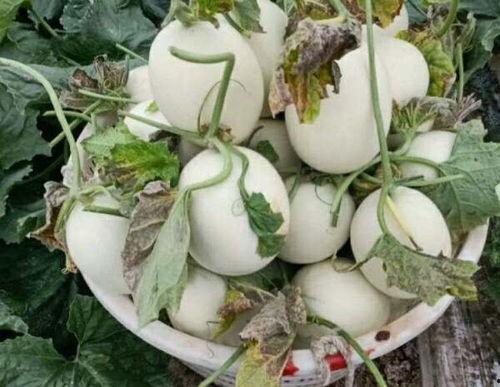 玉姑瓜怎么切块吃视频教程,轻松掌握美味瓜果新吃法