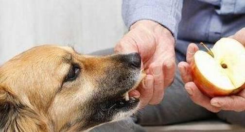 狗狗吃瓜挑战视频大全,萌宠趣味大盘点