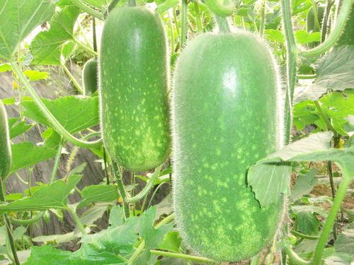 吃瓜勾脖子的视频素材高清,吃瓜勾脖子的趣味瞬间