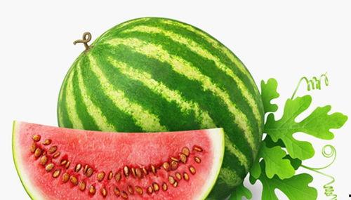 吃瓜勾脖子的视频素材高清,吃瓜勾脖子的趣味瞬间