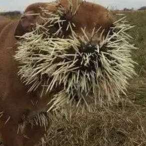 猫吃瓜鸟儿的视频,萌态百出上演“猫鸟大战”