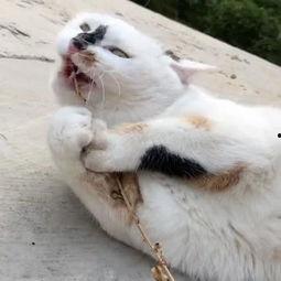 猫吃瓜鸟儿的视频,萌态百出上演“猫鸟大战”