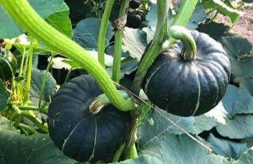 小歪瓜怎么吃最好吃视频,视频揭秘最佳食用方法