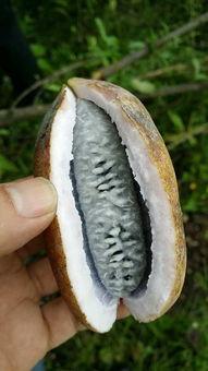 去摘八月瓜吃的视频,跟随视频体验田园乐趣