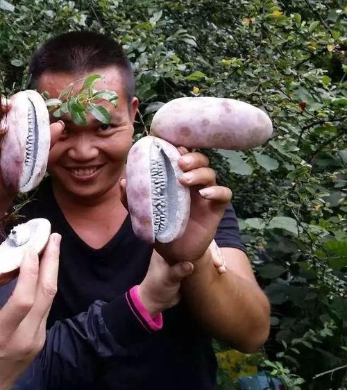 去摘八月瓜吃的视频,跟随视频体验田园乐趣