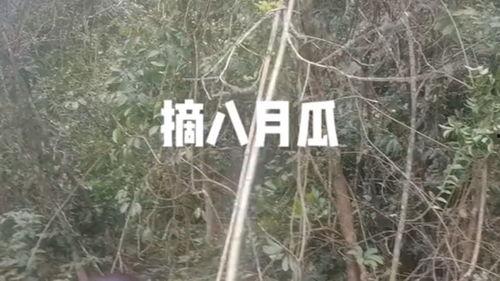 去摘八月瓜吃的视频,跟随视频体验田园乐趣