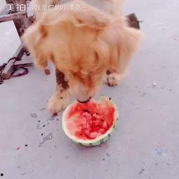 一只萌宠吃瓜视频大全,欢乐视频大盘点