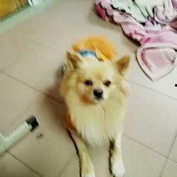 一只萌宠吃瓜视频大全,欢乐视频大盘点