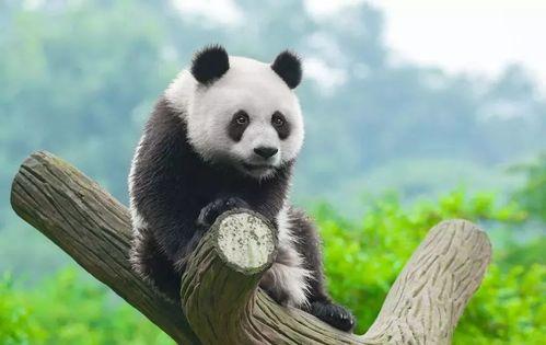 大熊猫吃蜜瓜视频大全集,大熊猫吃蜜瓜视频大全集精彩回顾
