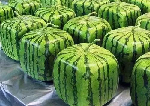 吃瓜短视频入口,轻松一刷，尽享娱乐盛宴