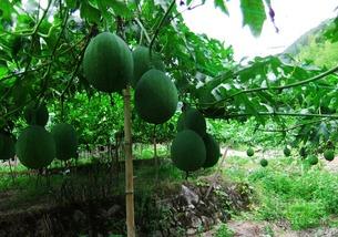 吊瓜能包着吃吗视频讲解,揭秘吊瓜的包着吃法