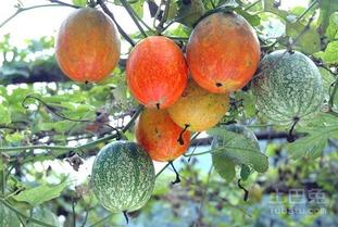 吊瓜能包着吃吗视频讲解,揭秘吊瓜的包着吃法