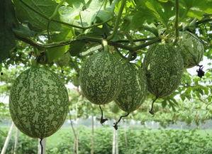 吊瓜能包着吃吗视频讲解,揭秘吊瓜的包着吃法