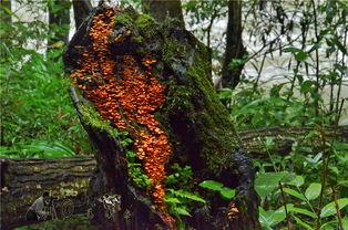 张家界吃瓜视频哪里有,揭秘当地美食风情