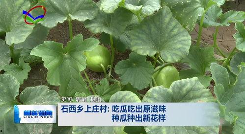 瓜柳种子可以吃吗视频,揭秘可食用之谜