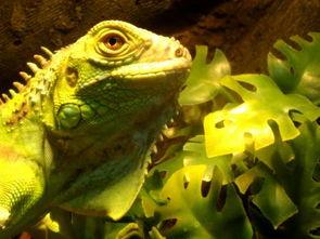 尼加拉瓜吃绿鬣蜥视频,绿鬣蜥成为餐桌美食