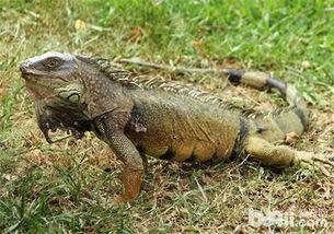 尼加拉瓜吃绿鬣蜥视频,绿鬣蜥成为餐桌美食