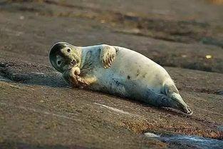 动物吃瓜苦的搞笑视频,吃瓜也能成喜剧大师！