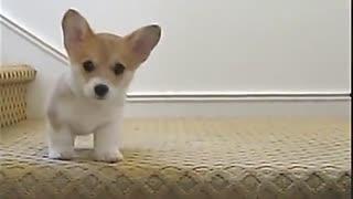 动物吃瓜苦的搞笑视频,吃瓜也能成喜剧大师！