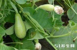 每天吃瓜能得糖尿病吗视频,糖尿病风险增加揭秘