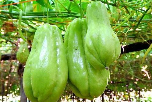 老外吃佛手瓜叶的视频,佛手瓜叶的独特风味体验