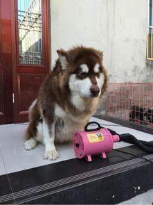 阿拉斯加猫吃瓜视频,萌宠美食瞬间，萌态可掬引网友爆笑